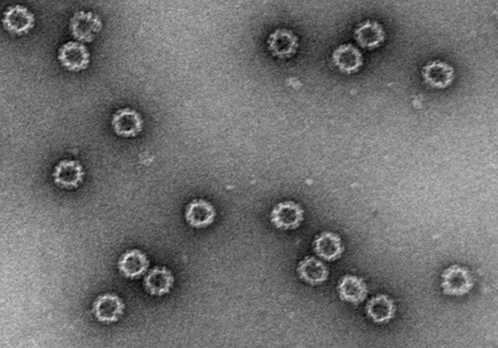 인테라, 국내 최초 노로바이러스 백신 임상 1상 식약처 승인 - 뉴스 썸네일 이미지