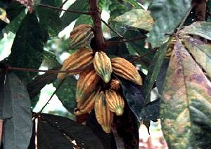 초콜릿의 원재료인 카카오 열매
