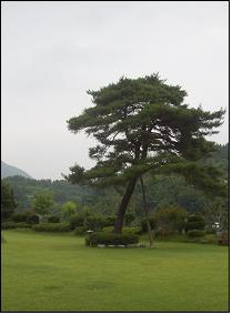 경북 영천 인덕원 잔디장