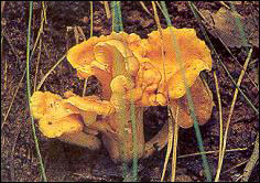 호박꾀꼬리버섯