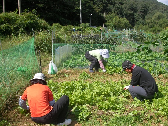 모 방송국 PD 가족들이 텃밭에서 잡초를 뽑고 싱싱한 채소를 수확하는 모습, 고라니 피해를 막기위해 울타리를 처두었다.