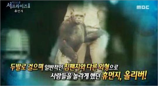 인간처럼 행동하는 침팬지 올리버. 사진은 21일 MBC 서프라이즈 방송 화면 캡처.