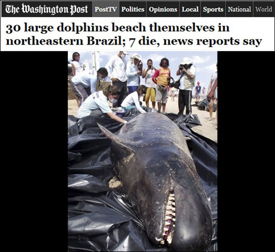 브라질 고래 떼죽음. 워싱턴포스트 보도화면 캡처.