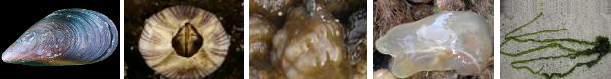 우리 연안에 침입한 저서성 해양 외래종들.(좌측부터 지중해담치, 주걱따개비, 주름미더덕, 유령멍게, 띠갈파래) ⓒ해양수산부
