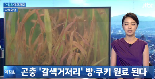 갈색저거리 유충이 식품 원료로 공식 인정돼 화제가 되고 있다. JTBC뉴스 화면캡처.