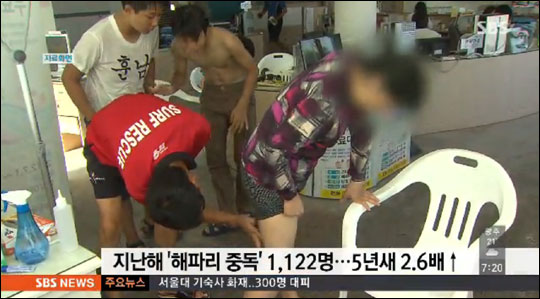 여름 휴가철 해파리 피해가 급증하면서 응급처치법이 화제가 되고 있다. SBS뉴스 화면캡처.