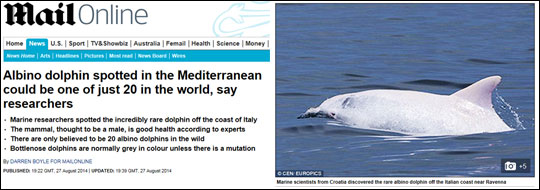 영국 일간지 데일리메일은 27일(현지시각) 지중해에서 알비노 돌고래가 발견됐다고 보도했다. 데일리메일 기사화면 캡처.
