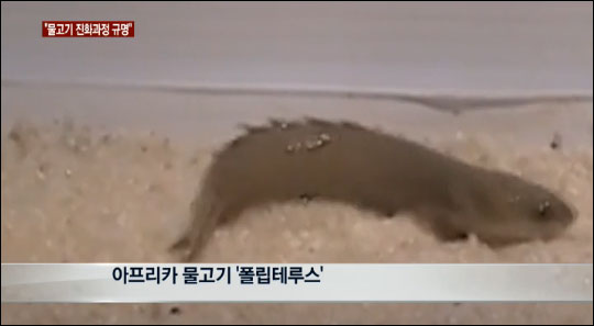 네이처는 27일(현지시각) 고대 물고기가 육지동물로 진화하는 과정이 규명됐다고 소개했다. 연합뉴스TV 화면캡처.