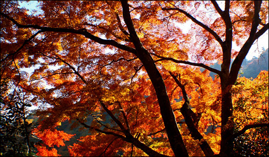 절정에 다다른 아라시야마 가을 여행, 절정의 붉은빛을 내보이던 아라시야마의 가을빛. ⓒ Get About 트래블웹진