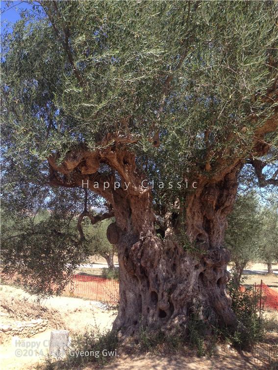 스파르타 아크로폴리스 주변은 올리브 밭이다. 수천 년 됨직한 올리브 나무가 이곳의 연륜을 말해준다. ⓒ박경귀 