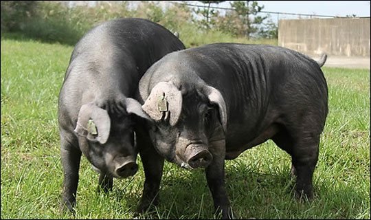 제주흑돼지가 천연기념물로 지정될 예정이다.(자료사진) ⓒ연합뉴스