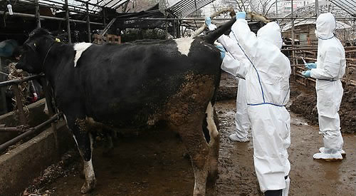 보건환경연구원 직원들이 검사를 위해 소의 피를 채혈을 하고 있다. ⓒ연합뉴스