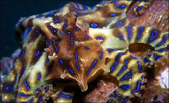 제주 북서부 연안 암초에서 맹독성을 띤 '파란고리문어'가 발견됐다. 파란고리문어는 몸길이가 10㎝ 정도로 작지만 복어류가 지닌 테트로도톡신이 있어 맨손으로 잡으면 안 된다.ⓒ연합뉴스