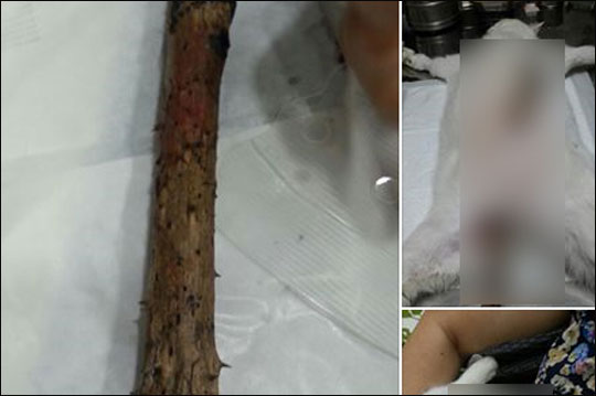 가시가 박힌 업나무로 고양이의 몸을 관통시킨 끔찍한 동물학대 사건이 청주에서 발생했다. 사진은 페이스북 '청주페이스북 청주페북' 페이지 화면 캡처 