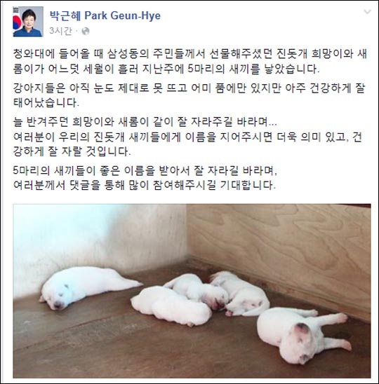 박근혜 대통령이 30일 페이스북을 통해 청와대 관저에서 키우는 진돗개 두마리가 새끼 강아지 5마리를 낳은 소식을 알렸다. 박 대통령 페이스북 캡처.