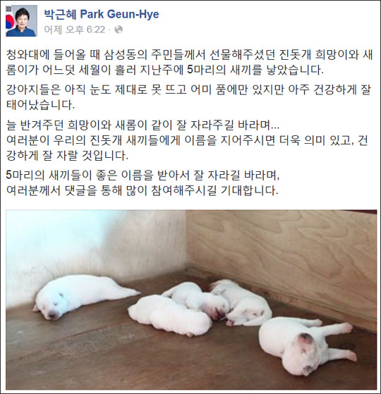 지난 30일 박근혜 대통령이 페이스북을 통해 청와대에서 키우는 진돗개 한 쌍이 처음으로 새끼를 낳았다는 소식을 전했다.사진은 박근혜 대통령 페이스북 캡처화면.