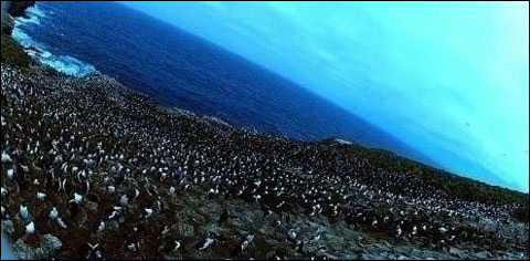 빙산에 길을 가로막혀 남극에 사는 펭귄 15만 마리가 떼죽음을 당했다는 연구 결과가 발표됐다. 유튜브 동영상 화면캡처. 