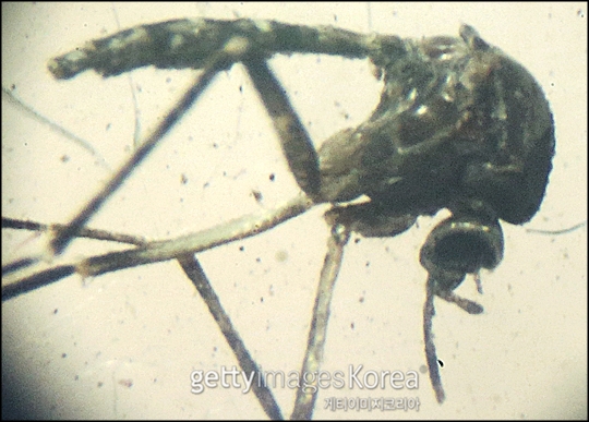 28일 질병관리본부는 국내 서식하는 흰줄숲모기들에게서 지카바이러스가 검출되지 않았다고 전했다. (자료사진) ⓒ게티이미지코리아