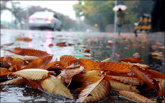 서울시 영등포구 여의도 국회 인근 도로에 떨어진 낙엽들이 가을비에 젖어들고 있다. ⓒ데일리안 박항구 기자