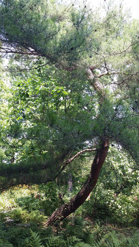 김연아 선수처럼 허리가 굽었다고 ‘김연아 나무’라고 불리는 기청산식물원에 있는 소나무.ⓒ조남대
