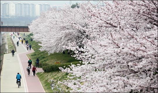성큼 다가온 봄에 본격 벚꽃시즌이 시작된 가운데, 서울대공원에서 벚꽃을 주제로 한 다양한 프로그램이 진행돼 눈길을 끈다.(자료사진) ⓒ데일리안