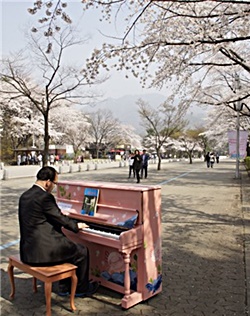 성큼 다가온 봄에 본격 벚꽃시즌이 시작된 가운데, 서울대공원에서 벚꽃을 주제로 한 다양한 프로그램이 진행돼 눈길을 끈다.(자료사진) 서울시 제공