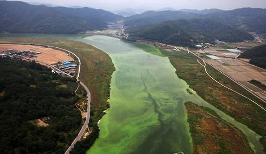 녹조로 뒤덮인 낙동강 모습.(자료사진)ⓒ연합뉴스