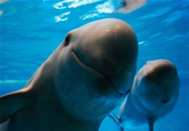 지난해 9월 신규 지정된 보호대상해양생물 ‘웃는 고래’ 상쾡이 ⓒ해수부