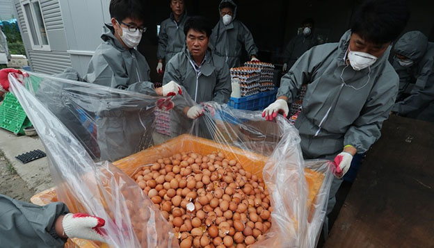 16일 오후 경기도 남양주시의 한 농장에서 방역당국이 살충제 성분이 검출된 계란을 폐기하고 있다. ⓒ연합뉴스