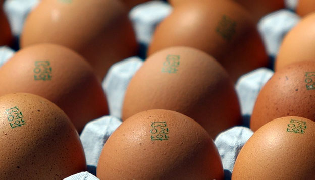 정부가 발표한 부적합 농장의 계란에 난각코드가 찍혀있다. ⓒ연합뉴스