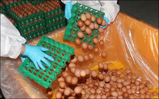 '살충제 계란' 전수조사 과정에서 검사항목이 누락된 420개 농가에 대한 정부의 보완조사가 21일 마무리될 전망이다.(자료사진) ⓒ연합뉴스
