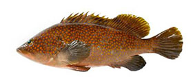 아열대성 바닷물고기인 붉바리 ⓒ해수부