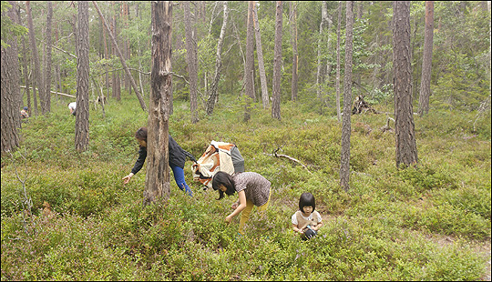 홍민정 씨는 자신의 아이들과 주로 자연에서 노는 것을 즐긴다. 홍민정 씨가 두 딸과 함께 스웨덴의 숲 속에서 블루베리를 따고 있다. (사진 = 홍민정 제공)