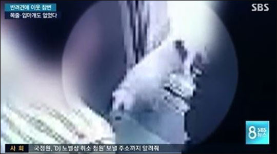 지난 21일 SBS '뉴스8'은 지난달 30일 최시원의 프렌치 불독이 한일관 대표의 정강이를 물던 순간의 아파트 엘리베이터 내부 CCTV를 공개했다. SBS '뉴스8' 동영상 화면 캡처