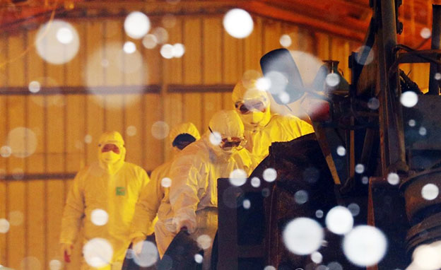 11일 오전 전남 영암군 신북면의 조류인플루엔자(AI) 바이러스가 검출된 한 종오리 농장에서 작업자들이 눈이 내리는 가운데 발생 농가를 정리하고 있다. ⓒ연합뉴스
