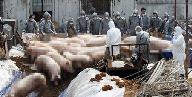 27일 구제역 확정 판정을 받은 경기도 김포시의 한 돼지농가 인근 공터에서 돼지들이 살처분되고 있다. 농림축산식품부에 따르면 이 농가에서 발견된 구제역은 ‘A형’으로 국내에서 이 형질의 구제역이 발생한 것은 이번이 처음이다. ⓒ연합뉴스
