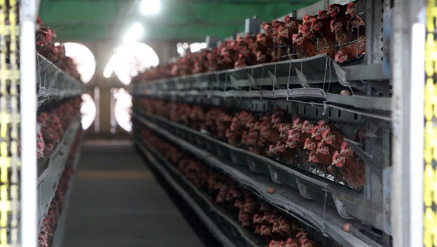 전라남도 나주의 한 농가가 생산한 계란에서 살충제 성분이 기준치를 넘겨 정부가 전량 회수 및 폐기에 나섰다. (자료사진) ⓒ연합뉴스