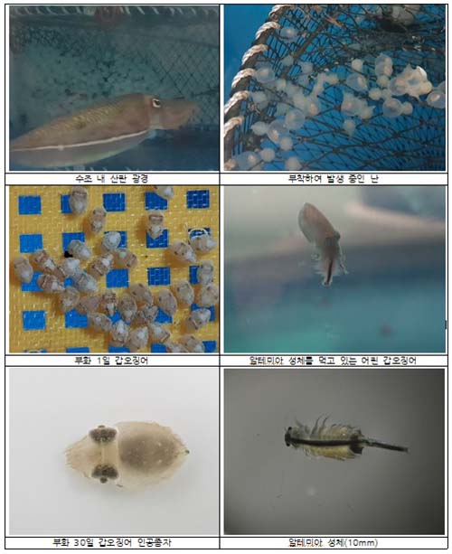 갑오징어 인공 종자 생산 과정 ⓒ해수부