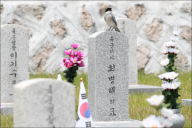 6·25전쟁 제68주년인 25일 오후 서울 동작구 국립현충원 6.25전쟁 참전용사묘역에 새 한마리가 앉아있다. ⓒ데일리안 류영주 기자