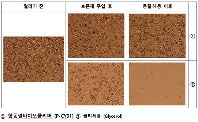 항동결바이오폴리머 (P-CY01)의 적혈구 동결보존 효과(타 혈액 동결보존제와 비교 현미경 촬영 모습) ⓒ극지연구소