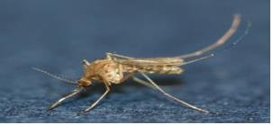 일본 뇌염 매개 모기인 '작은빨간집모기' ⓒ 질병관리본부 