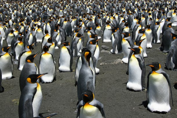 남극 킹펭귄의 개체수가 36년 전에 비해 90% 감소했다는 연구 결과가 나왔다.ⓒ연합뉴스