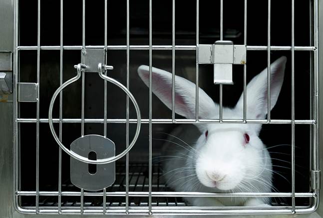 동물성 성분을 사용하지 않고 제품개발에 동물 실험을 활용하지 않는 '비건 화장품'이 국내외 시장에서 크게 주목받고 있다. 실험용 토끼 모습. ⓒ닥터브로너스