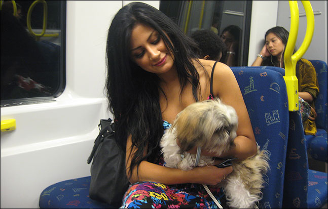 스웨덴에서 지하철이나 버스에 강아지 등 반려동물을 데리고 타는 모습은 일상적이다. 그들에게 반려동물은 '가족과 마찬가지'가 아니라 그냥 '가족'이다. (사진 = 이석원)
