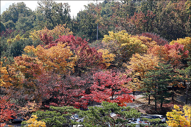 지난 10월 25일 오후 서울 서초구 대검찰청에 나무들이 울긋불긋한 색을 띄며 단풍으로 물들고 있다. ⓒ데일리안 류영주 기자