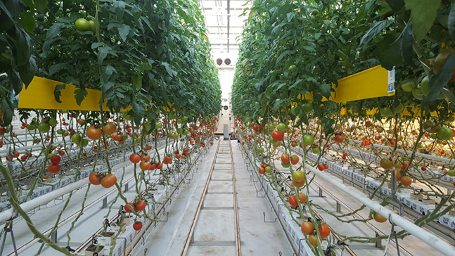 집적화 된 첨단 기기와 스마트팜 제어기술로 길러낸 실용농업교육센터 토마토 온실에 튼실한 토마토가 자라고 있다. ⓒ데일리안