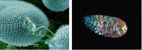 식물플랑크톤 전자 현미경 이미지와 동물플랑크톤 전자현미경 이미지 ⓒ해양과학기술원