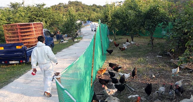 조류인플루엔자(AI) 양성반응이 나온 한 닭·오리 사육농가에서 한 검역관이 농장을 둘러보고 있다. ⓒ연합뉴스 자료사진