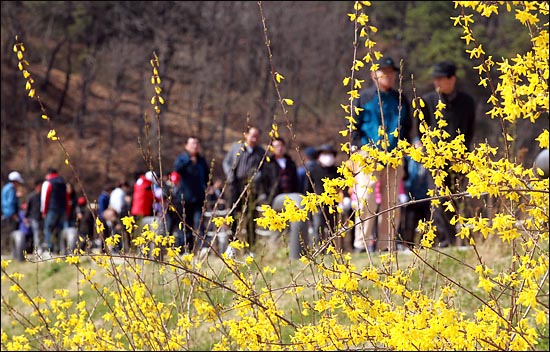 올해 봄꽃이 예년보다 빨리 피면서, 개나리의 서울 개화 시기는 이달 24일 전후로 예상된다(자료사진). ⓒ데일리안 박항구 기자