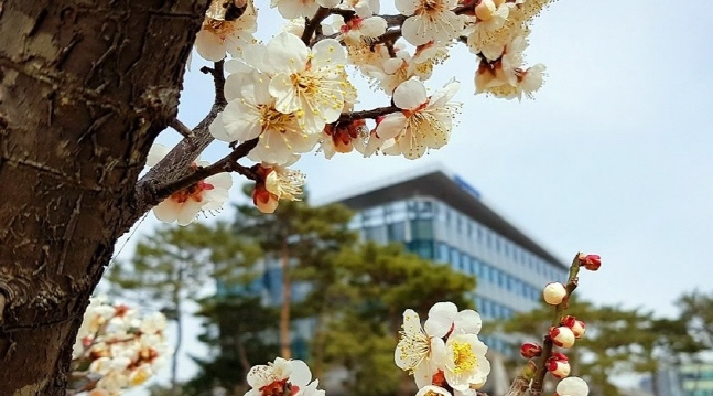 18일 세종시청 앞에 만개한 꽃의 모습. ⓒ 연합뉴스(= 세종시청 제공) 